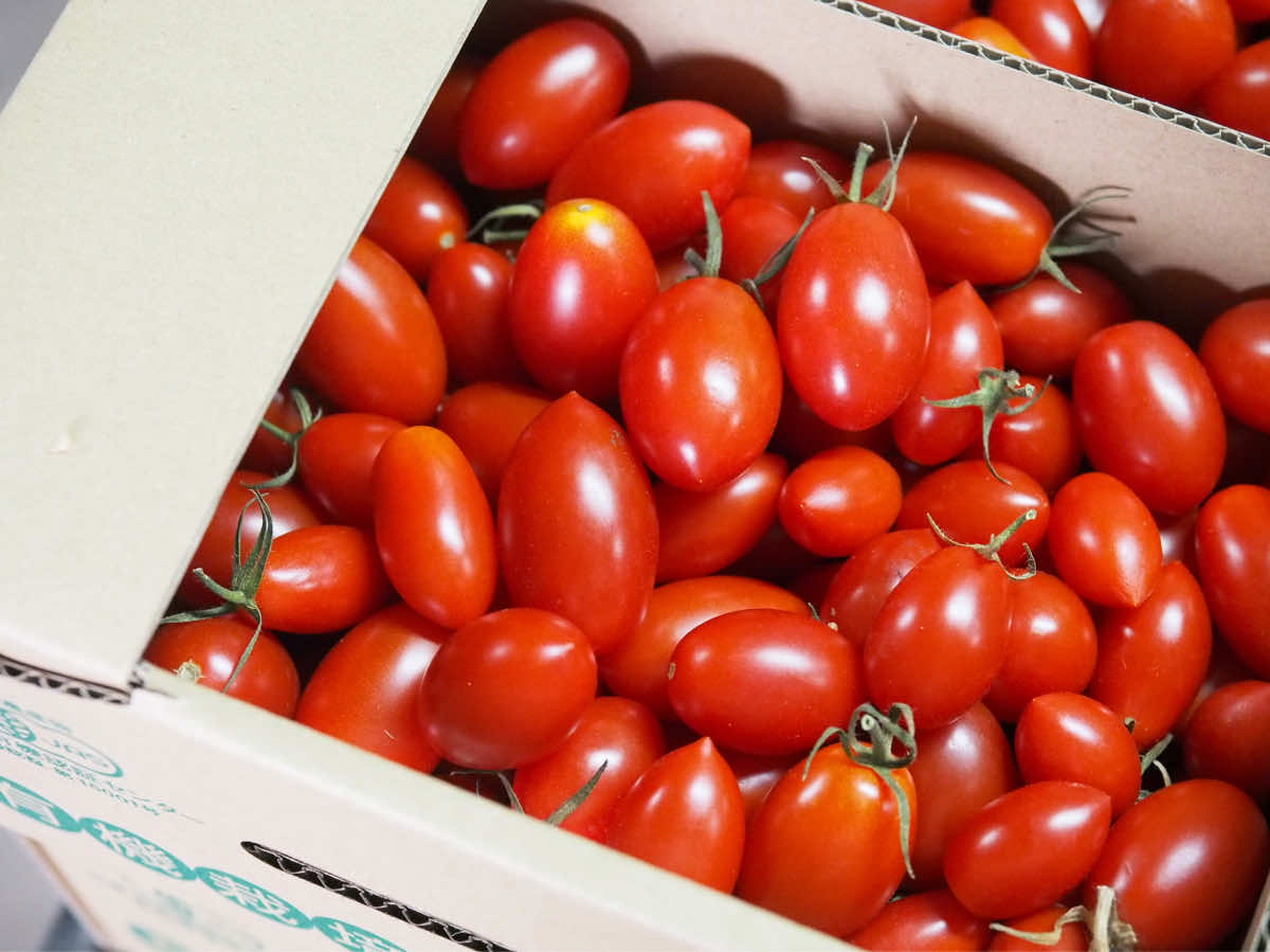 メインで栽培しているアイコは、糖酸比のバランスもよく病害にも強い品種